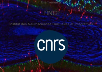 PhD position: Acetylcholine and GABA modulation of piriform cortex during olfactory task learning