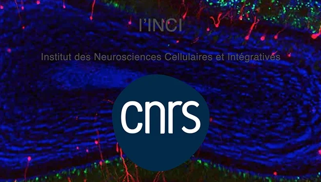 PhD position: Acetylcholine and GABA modulation of piriform cortex during olfactory task learning